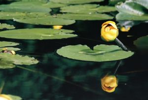 Yellow bull lily