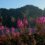 Geitrams 2, August 20, 2015 Geitrams 2, August 20, 2015