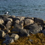 Seagull 7