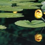 Yellow bull lily Yellow bull lily