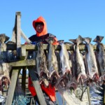 Hanging cod on rack, March 4, 2013