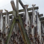 Lofoten, tørking av fisk, 25. februar 2013