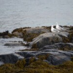 Lofoten, møker, 25. februar 2013