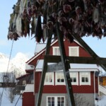 Snø, torsk på hjell utenfor Rashidas vindu